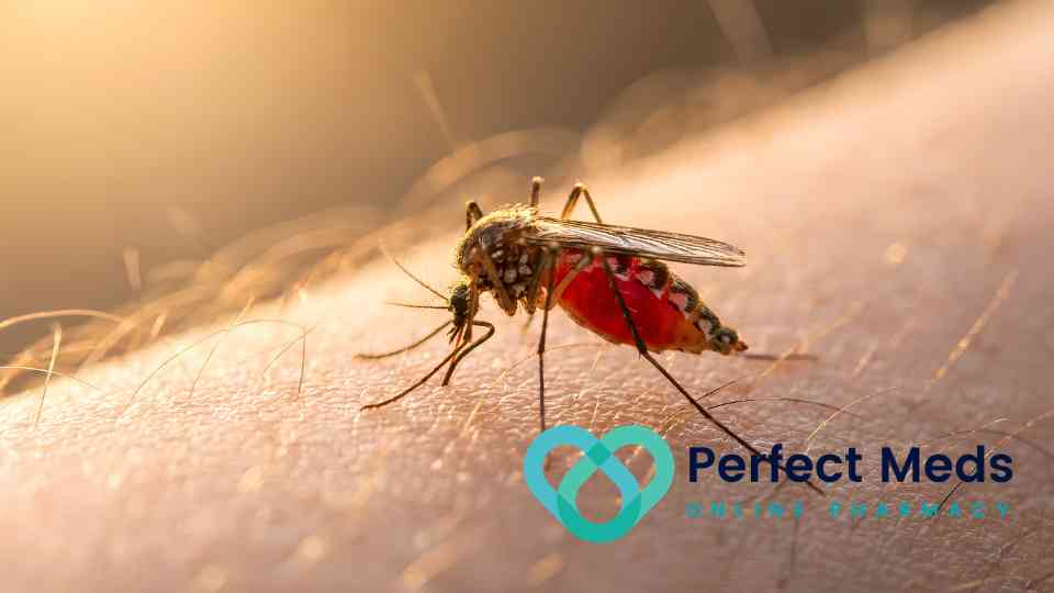 mosquito on person's skin