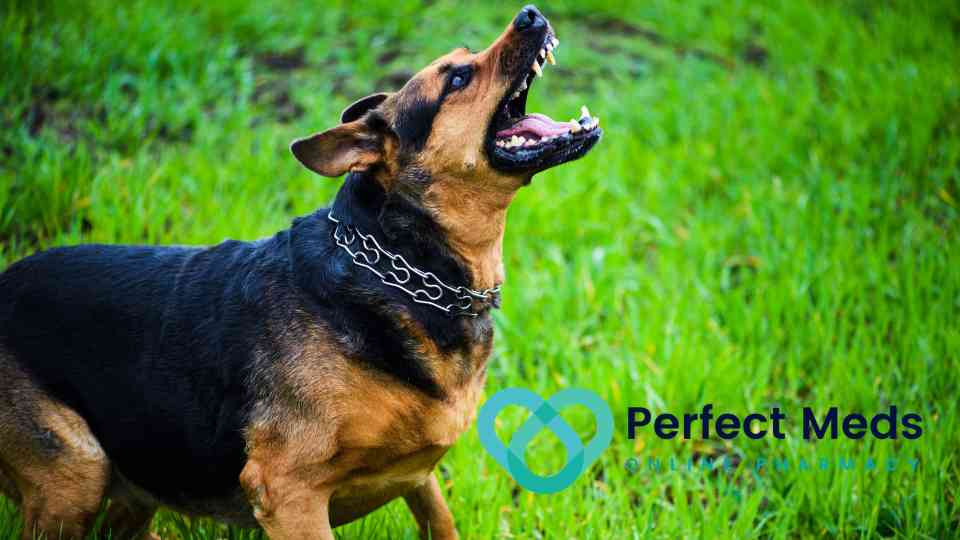 angry dog in grassy area barking