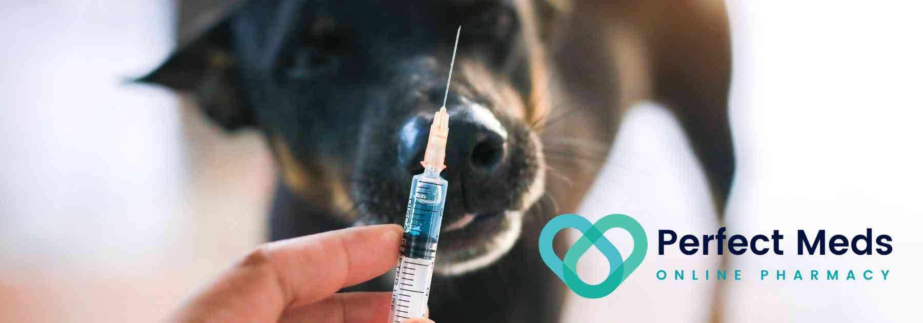 person holding vaccine in front of dog