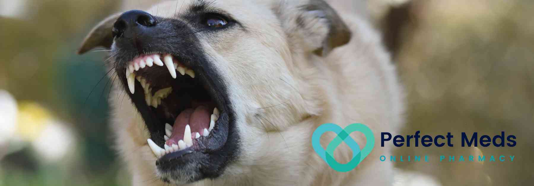 angry dog baring its teeth