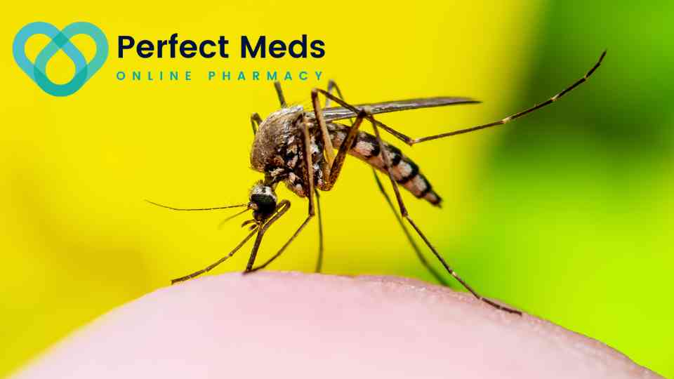 mosquito on yellow background
