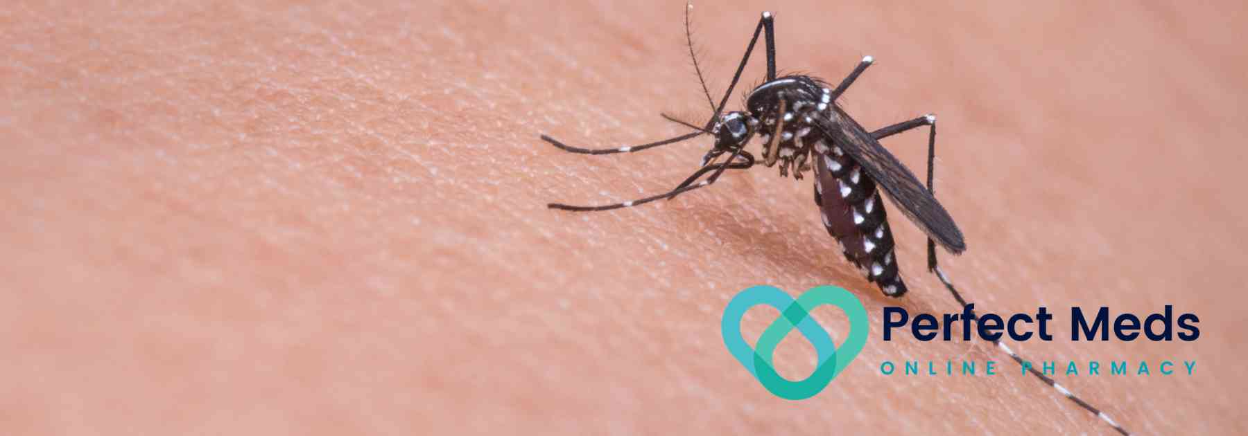 mosquito on person's skin