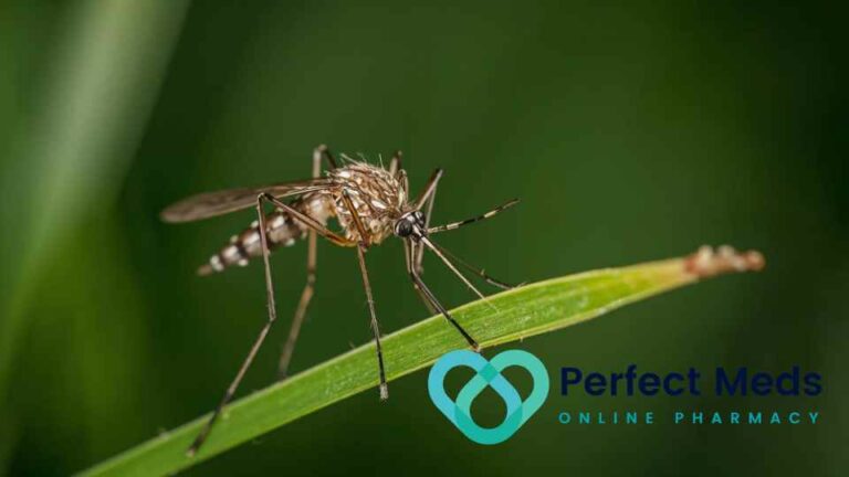 mosquito sitting on blade of grass