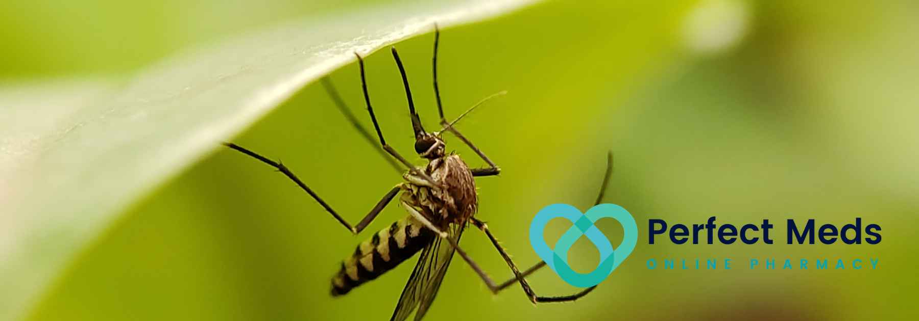 mosquito hanging on leaf